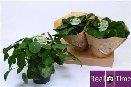 Горшечные цветы и растения оптом Pilea Peperomioides от 3шт из Голландии с доставкой по России