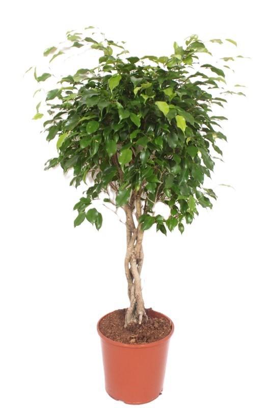 Горшечные цветы и растения оптом Ficus Be Exotica Twisted Stem от 1шт из Голландии с доставкой по России