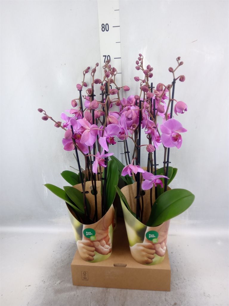 Горшечные цветы и растения оптом Phalaenopsis   ...rose от 4шт из Голландии с доставкой по России