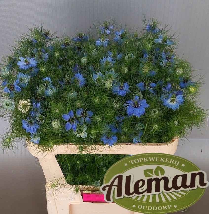 Срезанные цветы оптом Nigella artistic blue от 120шт из Голландии с доставкой по России