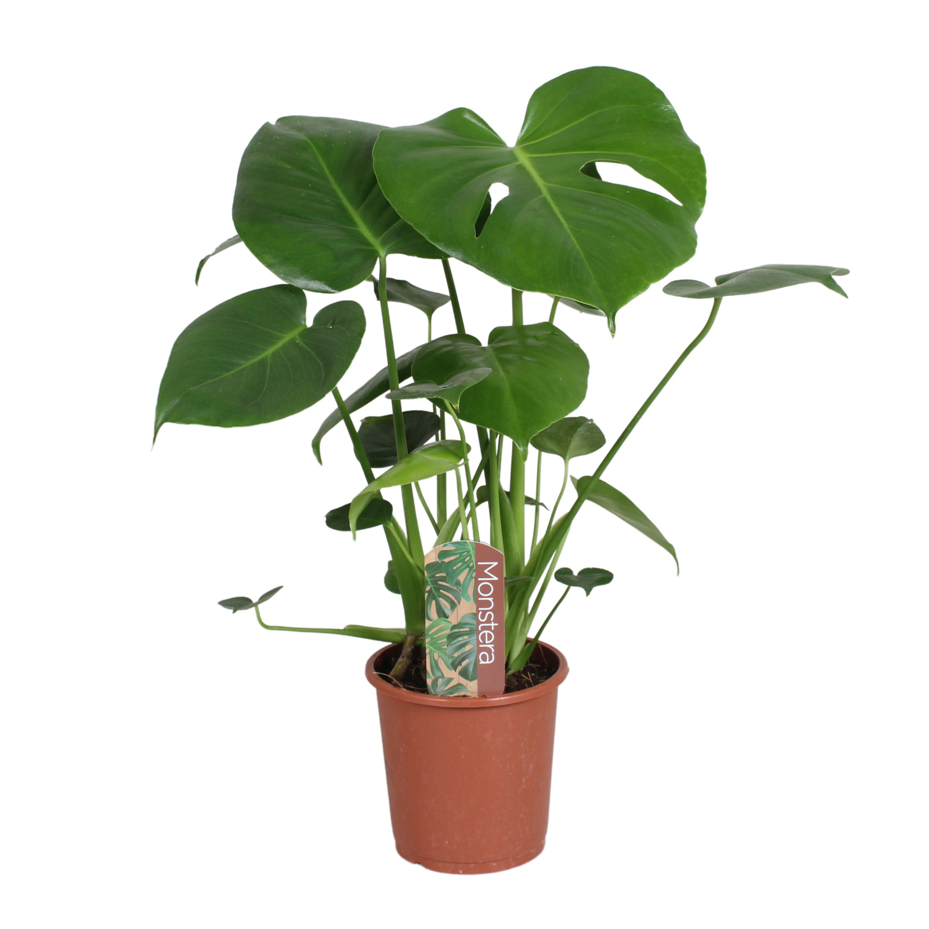 Горшечные цветы и растения оптом Monstera Deliciosa 3pp Label от 6шт из Голландии с доставкой по России Горшечные цветы и растения оптом Monstera Deliciosa 3pp Label от 6шт из Голландии с доставкой по России