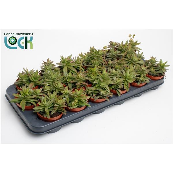 Горшечные цветы и растения оптом Crassula Falcata от 12шт (для телеги) из Голландии с доставкой по России