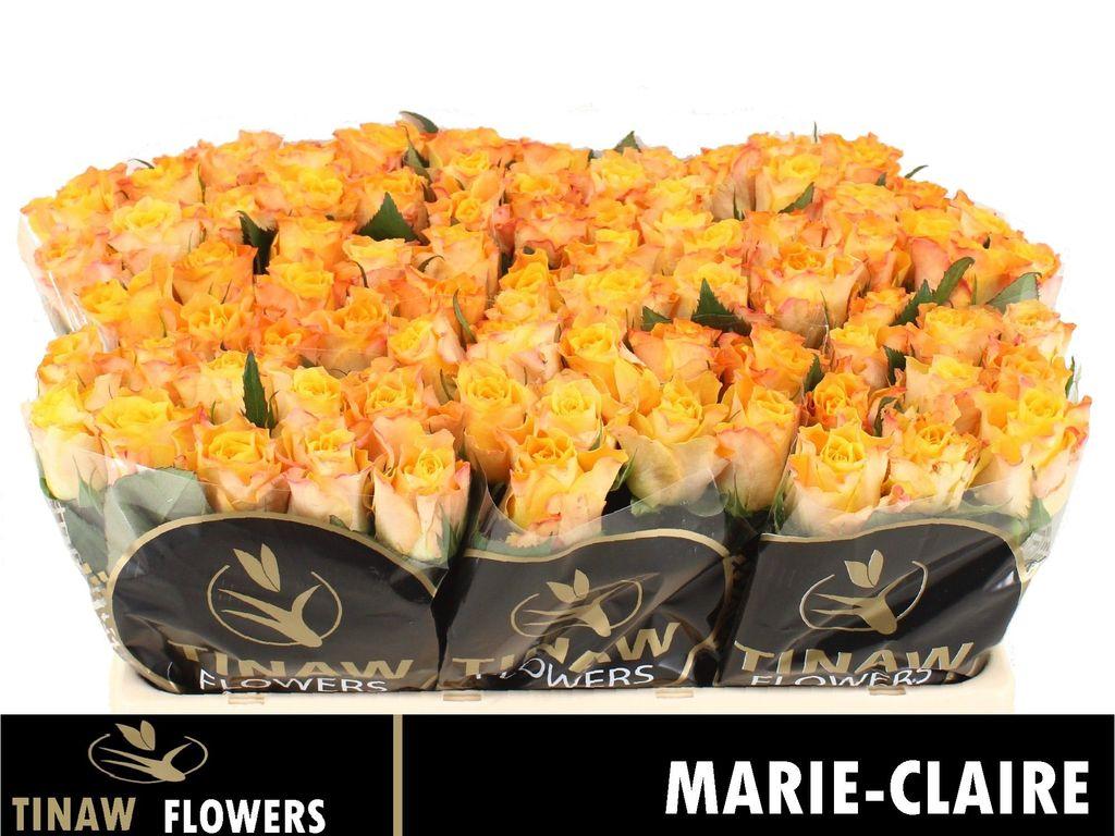 Срезанные цветы оптом Rosa large marie-claire! от 80шт из Голландии с доставкой по России