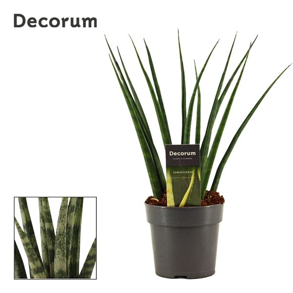 Горшечные цветы и растения оптом Sansevieria Fernwood (decorum) от 10шт из Голландии с доставкой по России