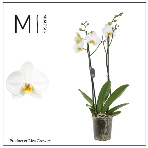 Горшечные цветы и растения оптом Phalaenopsis London 2 Spike - 12cm | Mimesis от 10шт из Голландии с доставкой по России
