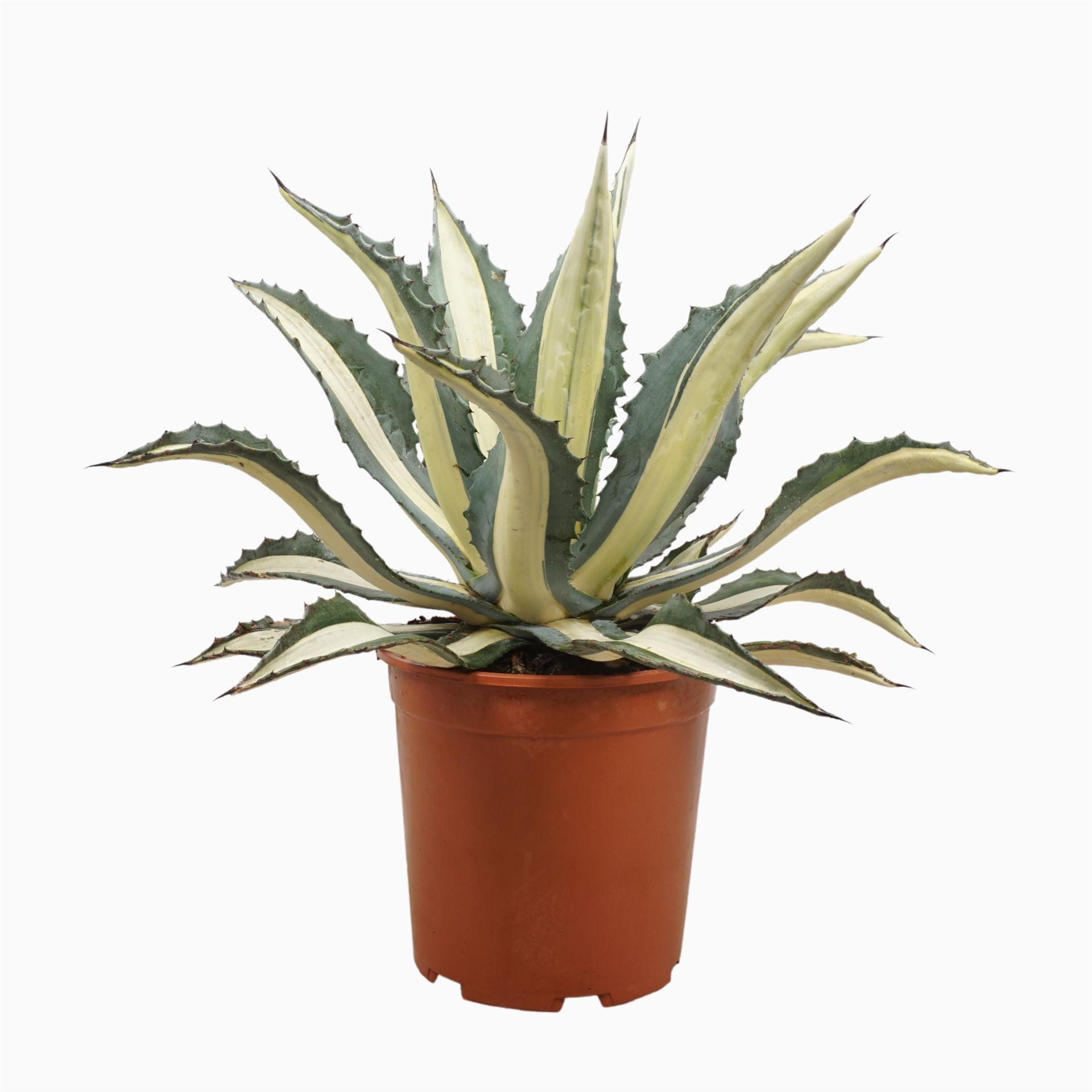 Горшечные цветы и растения оптом Agave   ... от 1шт из Голландии с доставкой по России