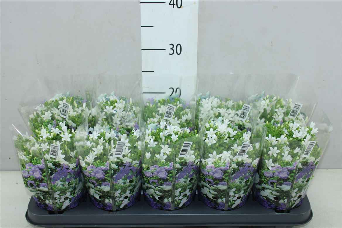 Горшечные цветы и растения оптом Campanula Port White In Hoes от 10шт из Голландии с доставкой по России