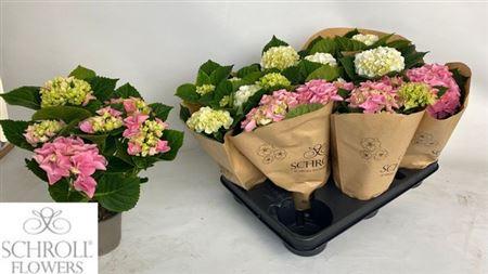 Горшечные цветы и растения оптом Hydr M Gem 4-5+ от 8шт из Голландии с доставкой по России