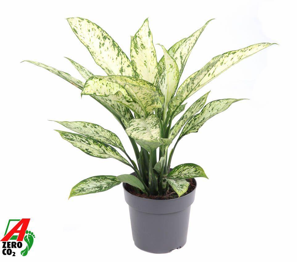 Горшечные цветы и растения оптом Dieffenbachia Vesuvius от 1шт из Голландии с доставкой по России