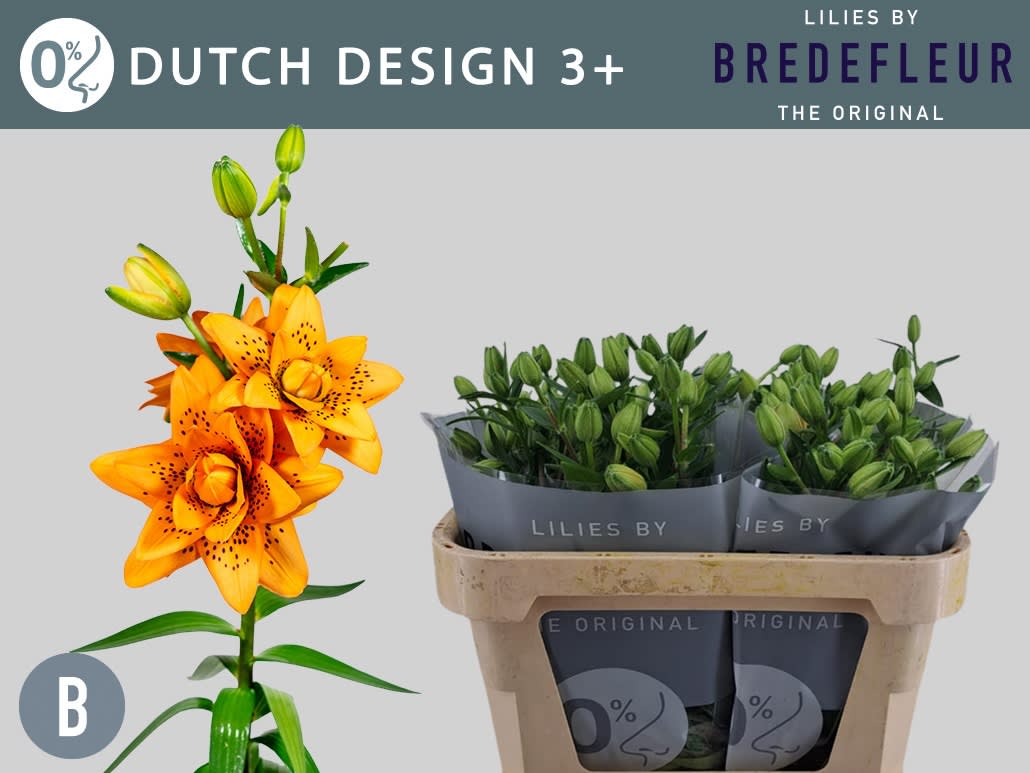 Срезанные цветы оптом Lilium as dutch design от 80шт.. из Голландии с доставкой по России
