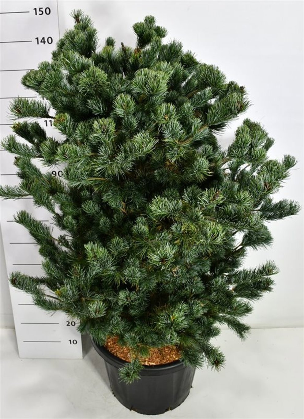 Горшечные цветы и растения оптом Pinus Parv Negishi от 1шт из Голландии с доставкой по России