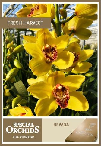 Срезанные цветы оптом Cymbidium yellow nevada от 6шт из Голландии с доставкой по России