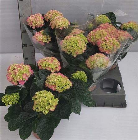 Горшечные цветы и растения оптом Hydrangea Ma Pink 5+ от 3шт из Голландии с доставкой по России