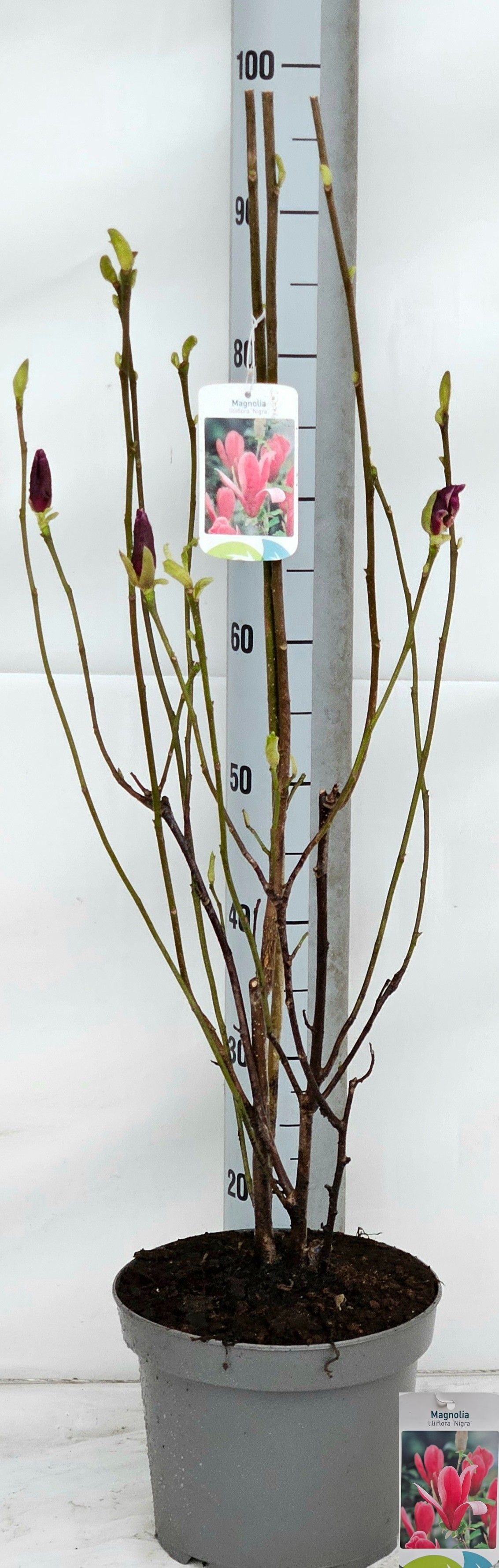 Горшечные цветы и растения оптом Magn Lil Nigra от 1шт из Голландии с доставкой по России