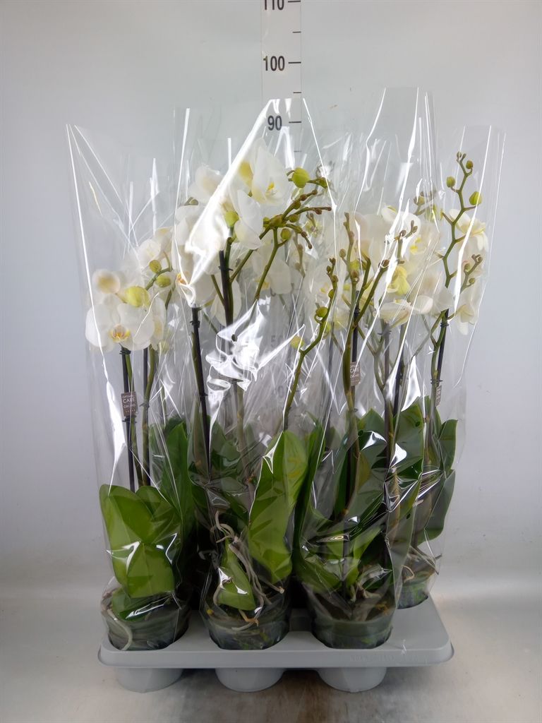 Горшечные цветы и растения оптом Phalaenopsis   ...white от 6шт из Голландии с доставкой по России