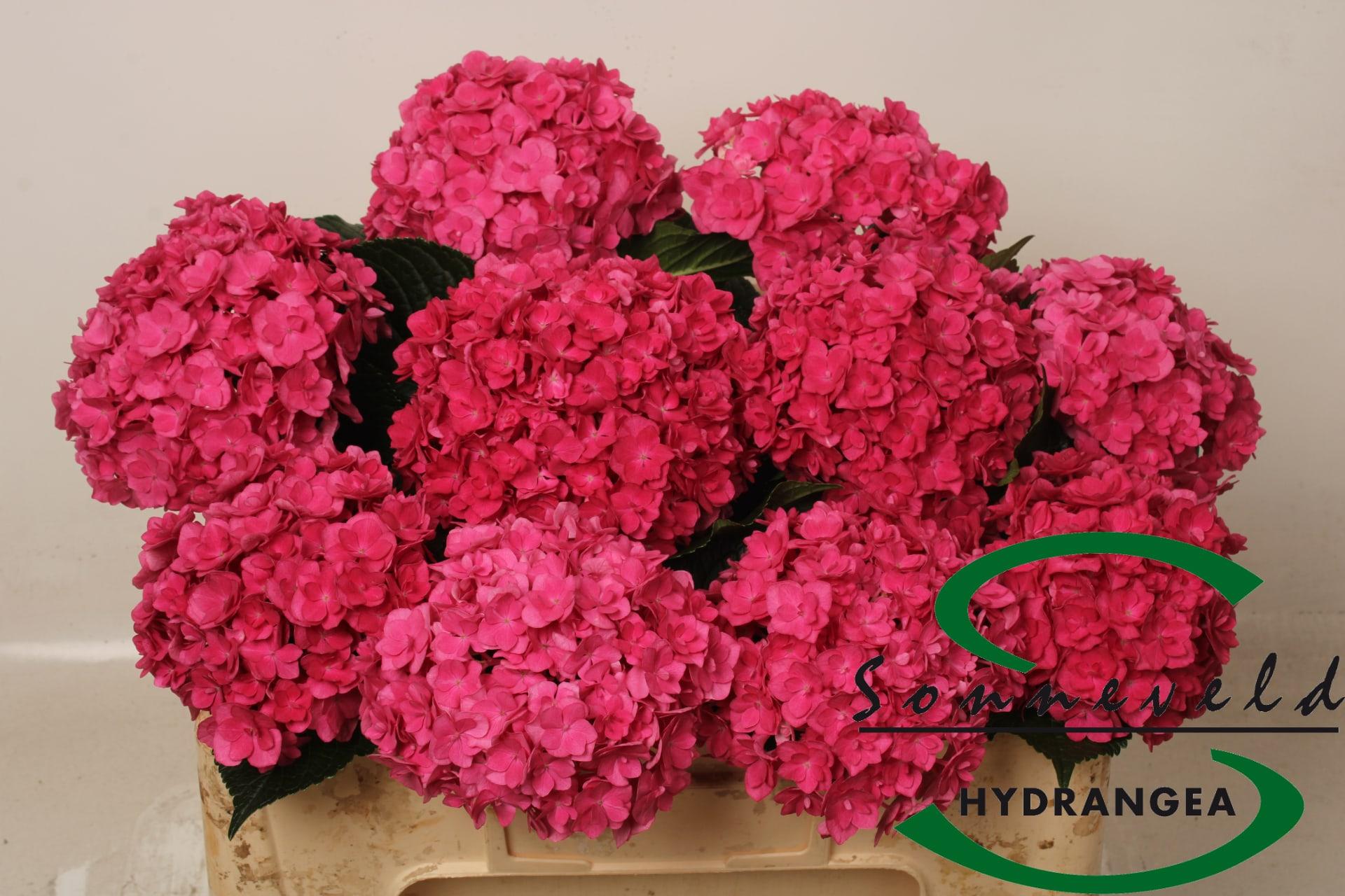 Срезанные цветы оптом Hydrangea royal anastasia от 20шт из Голландии с доставкой по России