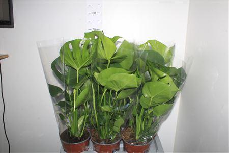 Горшечные цветы и растения оптом Monstera Deliciosa A от 6шт из Голландии с доставкой по России