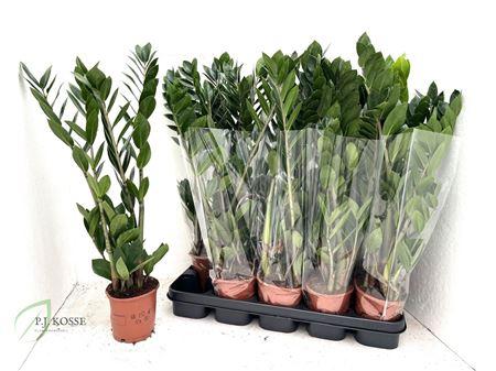 Горшечные цветы и растения оптом Zamio Zamiifolia 3 Branche 65cm от 10шт из Голландии с доставкой по России