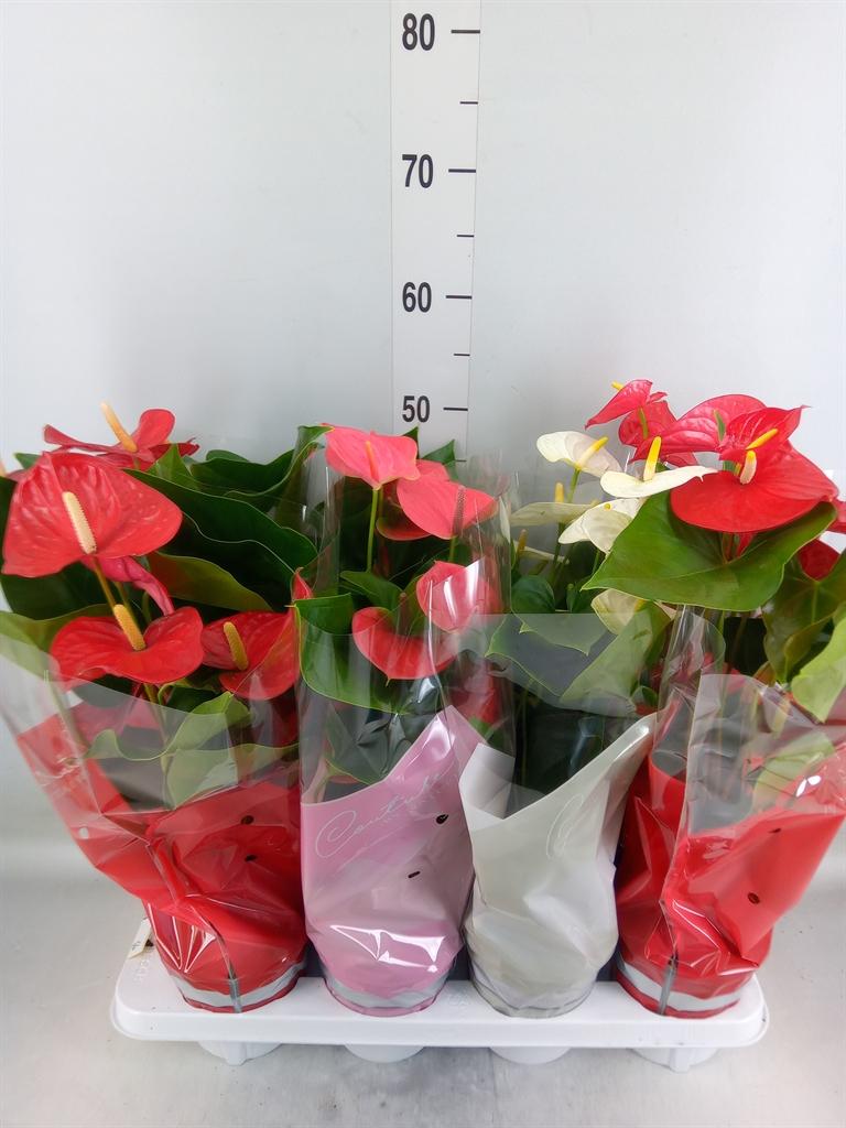 Горшечные цветы и растения оптом Anth An Mix 5+ In Couture от 8шт из Голландии с доставкой по России