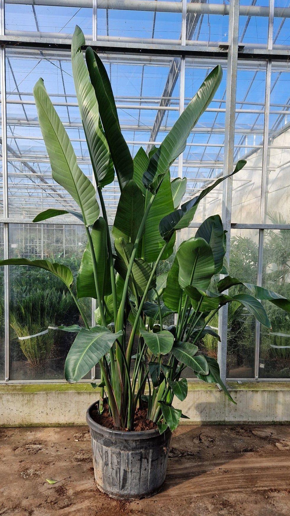 Горшечные цветы и растения оптом Strelitzia Alba от 1шт из Голландии с доставкой по России