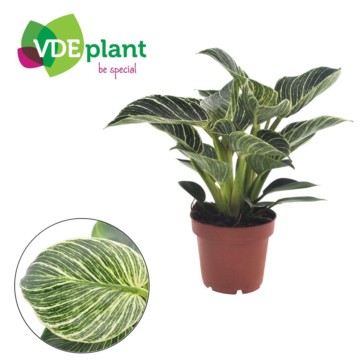 Горшечные цветы и растения оптом Philodendron Birkin от 8шт из Голландии с доставкой по России