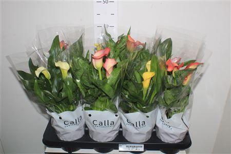 Горшечные цветы и растения оптом Zant Gem 2+ от 8шт из Голландии с доставкой по России