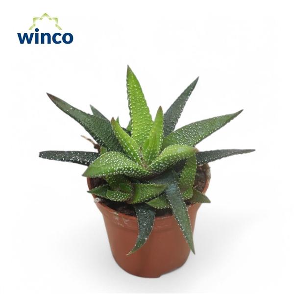 Горшечные цветы и растения оптом Haworthia Eon от 20шт (для телеги) из Голландии с доставкой по России