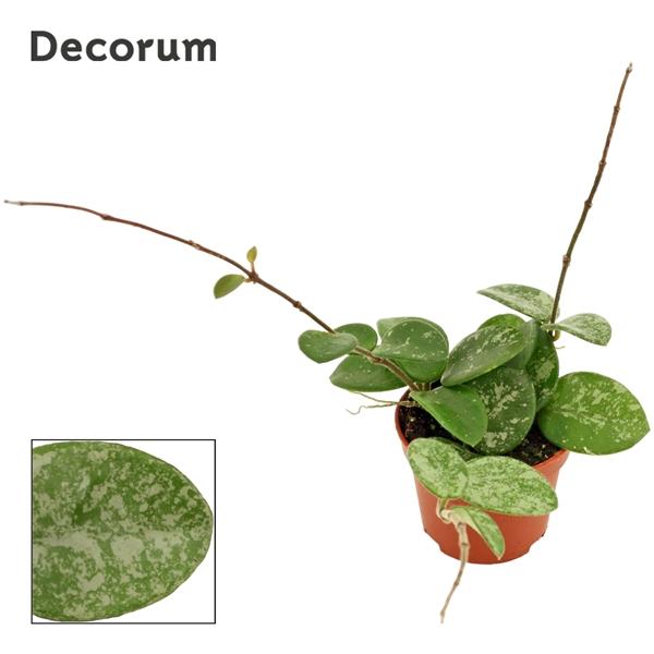 Горшечные цветы и растения оптом Hoya Mathilde Splash (decorum) от 20шт (для телеги) из Голландии с доставкой по России Горшечные цветы и растения оптом Hoya Mathilde Splash (decorum) от 20шт (для телеги) из Голландии с доставкой по России