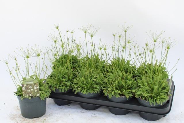 Горшечные цветы и растения оптом Andros Ov от 8шт из Голландии с доставкой по России