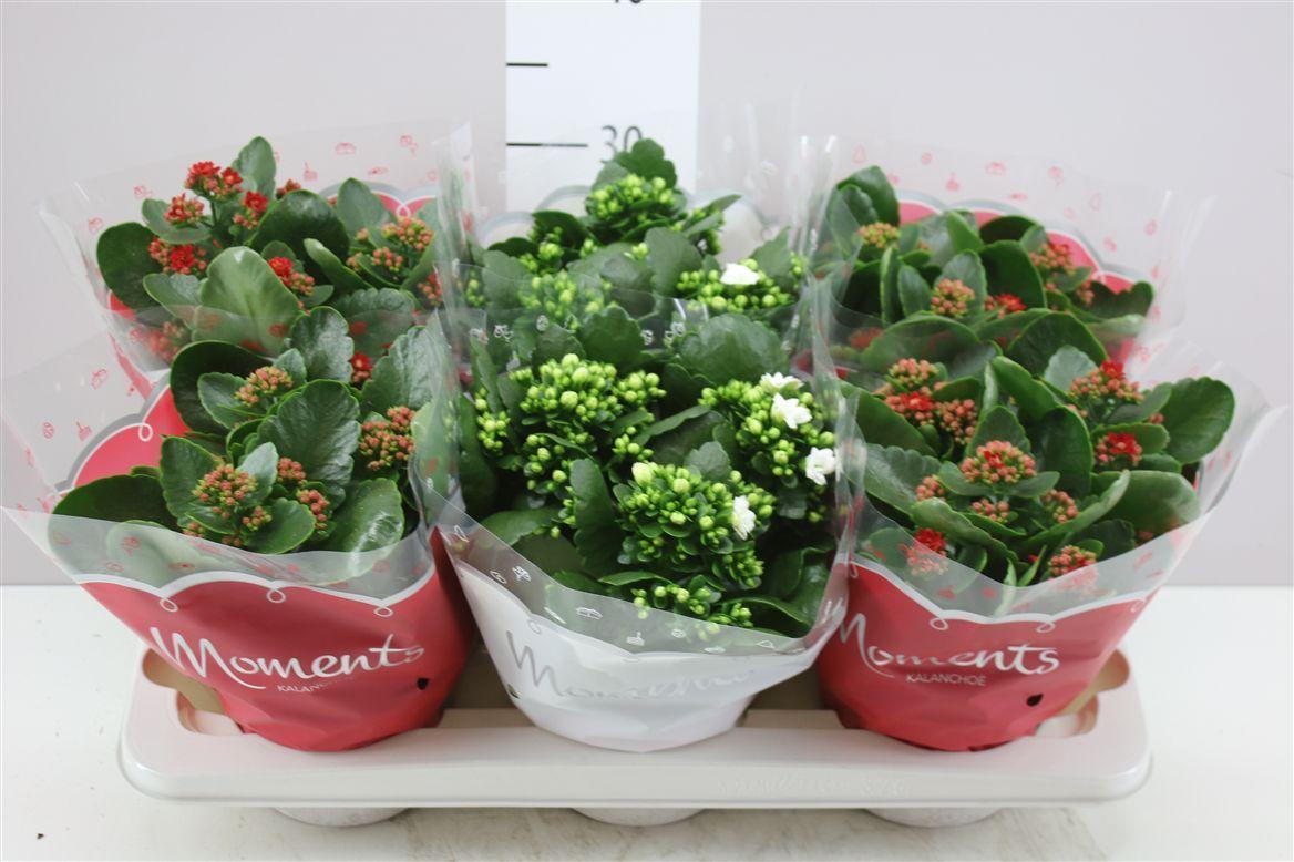 Горшечные цветы и растения оптом Kalanchoe Calandiva Rood Wit от 6шт из Голландии с доставкой по России