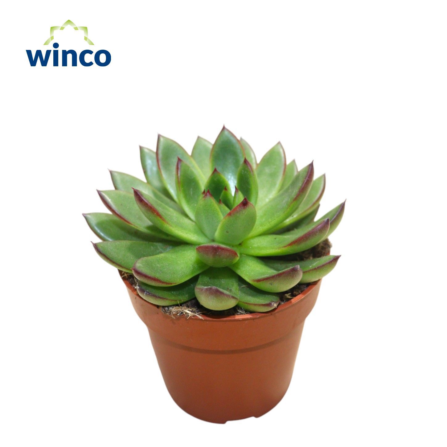 Горшечные цветы и растения оптом Echeveria Agavoides Belga от 18шт (для телеги) из Голландии с доставкой по России