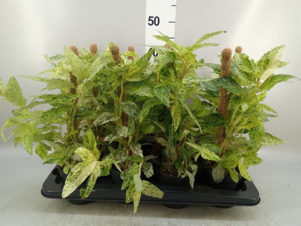 Горшечные цветы и растения оптом Pellionia Repens variegata от 8шт из Голландии с доставкой по России