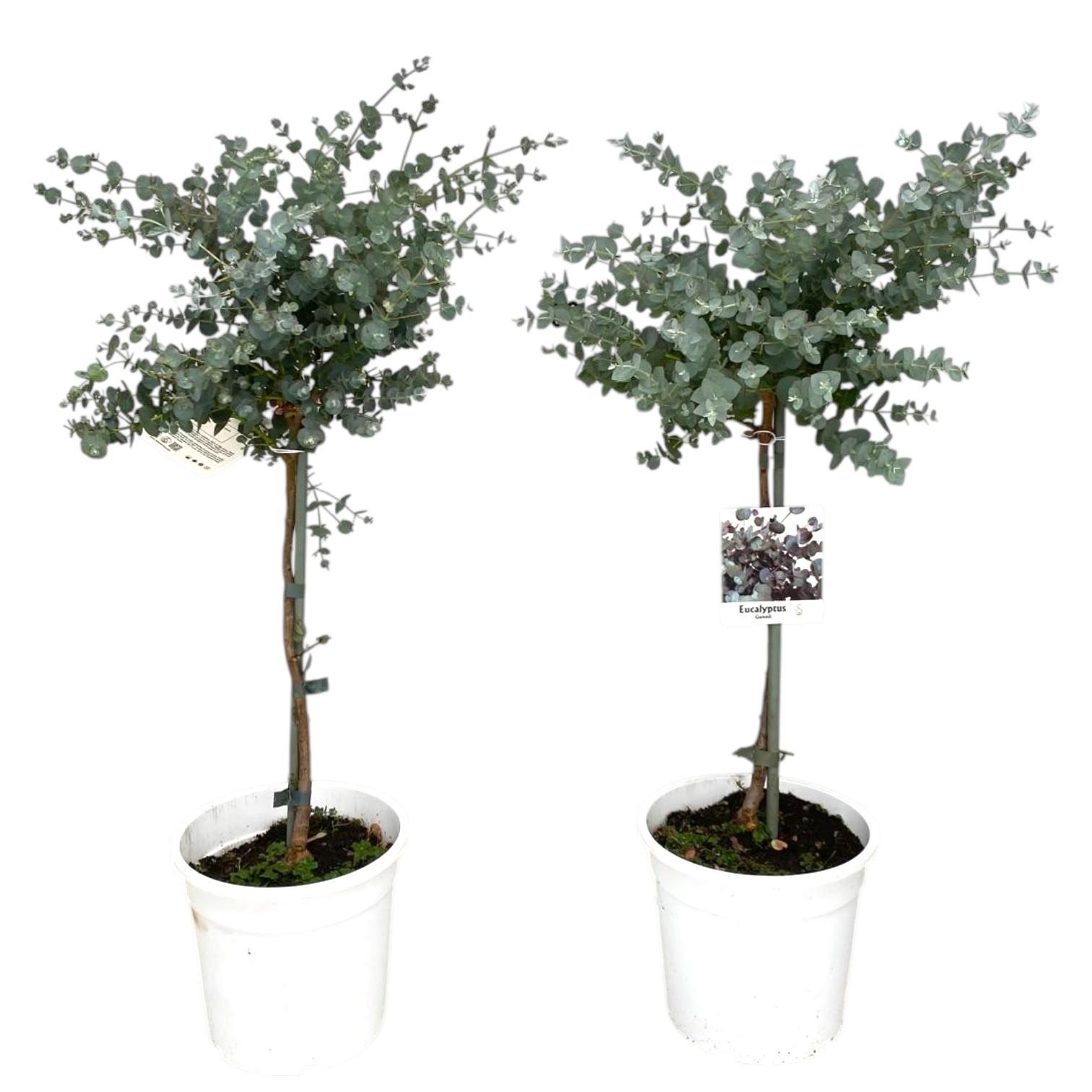 Горшечные цветы и растения оптом Eucalyptus Gunnii On Stem от 6шт из Голландии с доставкой по России