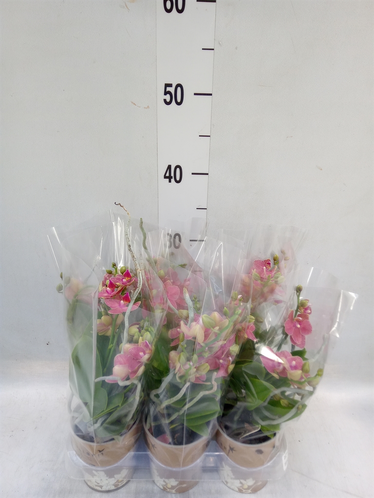 Горшечные цветы и растения оптом Phalaenopsis Multi.   ...orange от 6шт (для телеги) из Голландии с доставкой по России