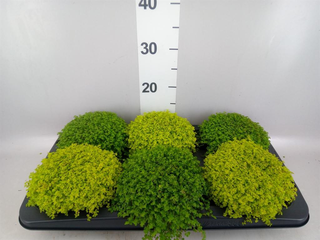 Горшечные цветы и растения оптом Soleirolia Soleirolii ...mix 2 от 6шт из Голландии с доставкой по России