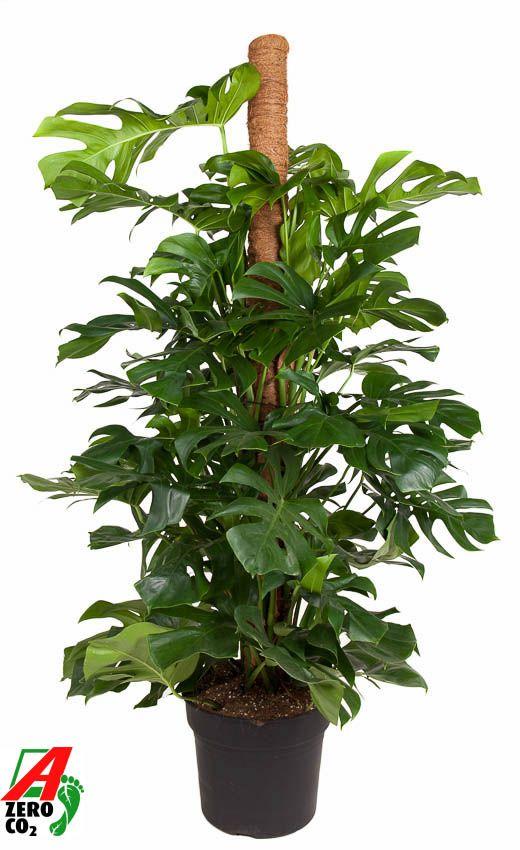 Горшечные цветы и растения оптом Monstera Deliciosa Mospol от 1шт из Голландии с доставкой по России