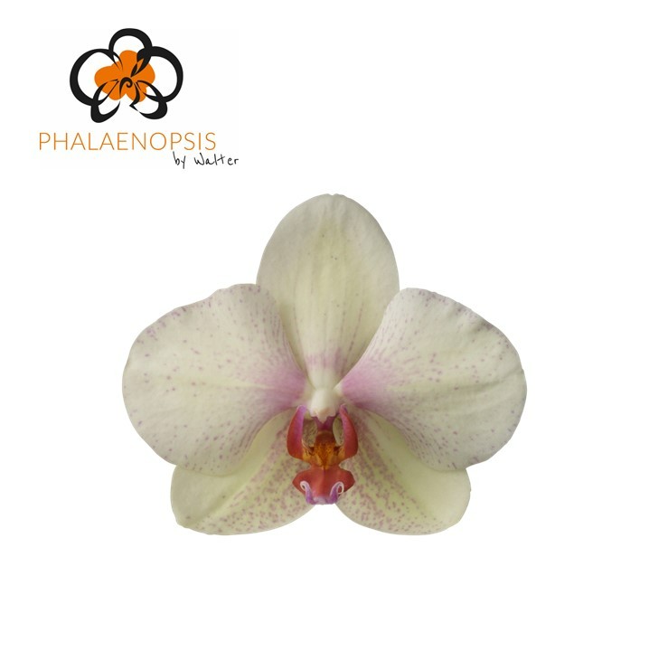 Срезанные цветы оптом Phalaenopsis omega (per flower) от 25шт из Голландии с доставкой по России