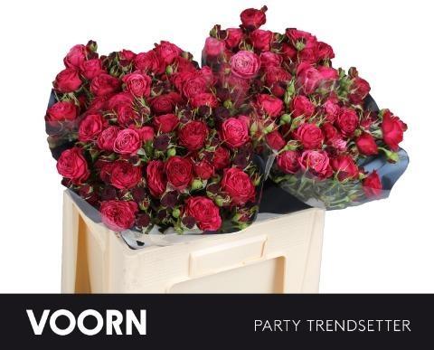 Срезанные цветы оптом Rosa spray party trendsetter от 40шт из Голландии с доставкой по России