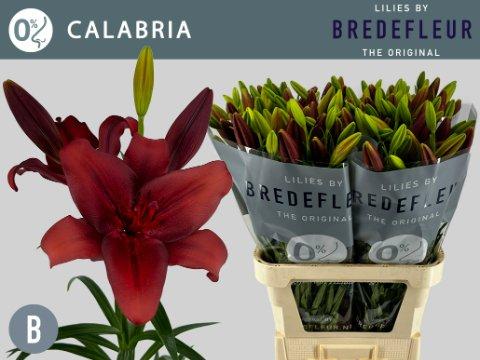Срезанные цветы оптом Lilium la calabria от 60шт. из Голландии с доставкой по России