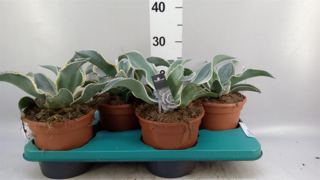 Горшечные цветы и растения оптом Agave ... от 4шт из Голландии с доставкой по России