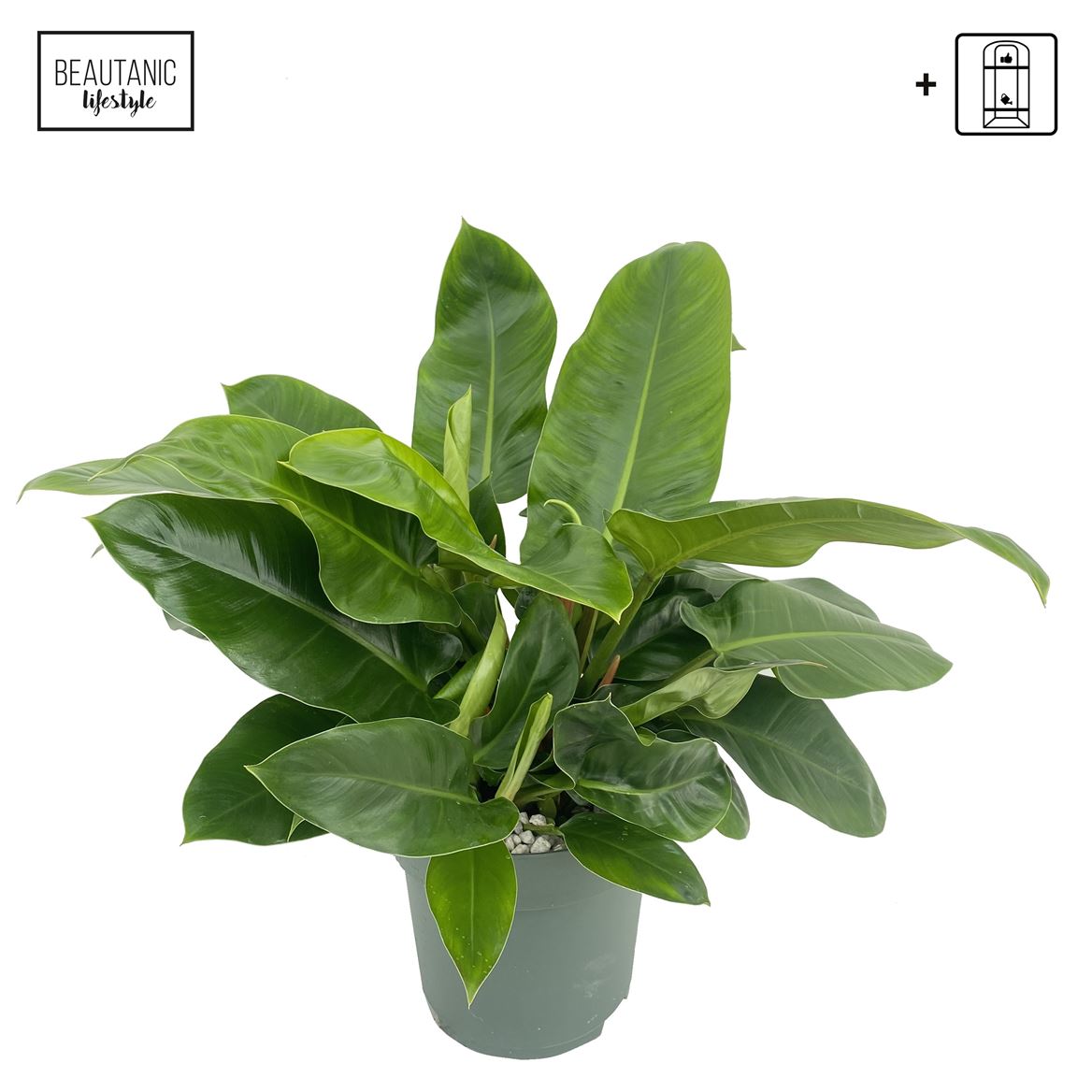 Горшечные цветы и растения оптом Philodendron Imperial Green + Watermeter от 1шт из Голландии с доставкой по России