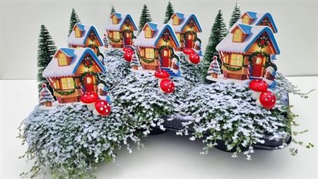 Горшечные цветы и растения оптом Solei Sol Groen от 6шт из Голландии с доставкой по России