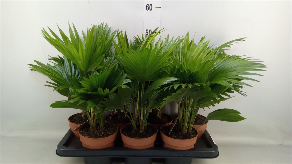 Горшечные цветы и растения оптом Livistona Rotundifolia от 7шт из Голландии с доставкой по России