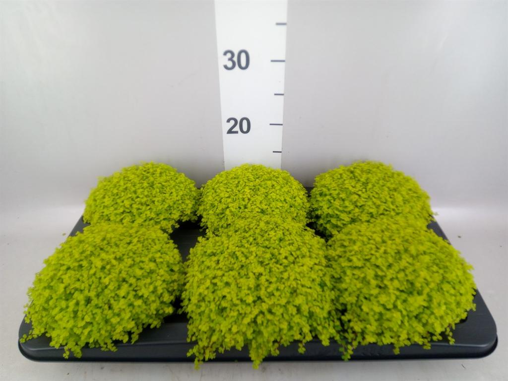 Горшечные цветы и растения оптом Soleirolia Soleirolii aurea от 6шт из Голландии с доставкой по России