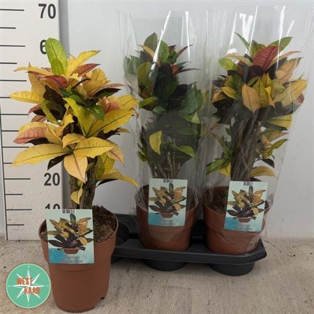 Горшечные цветы и растения оптом Cod Kl Mrs Iceton от 3шт из Голландии с доставкой по России