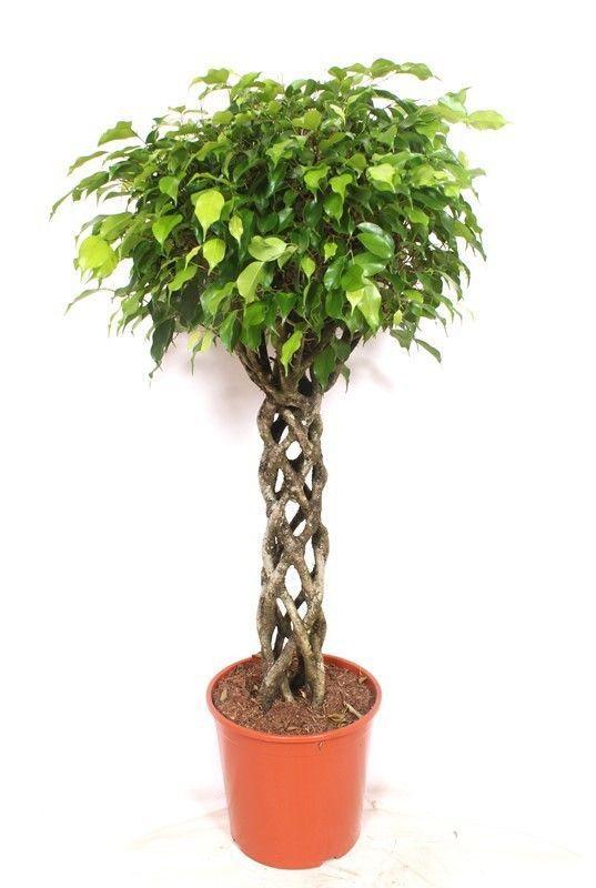 Горшечные цветы и растения оптом Ficus Be Exotica Tube от 1шт из Голландии с доставкой по России