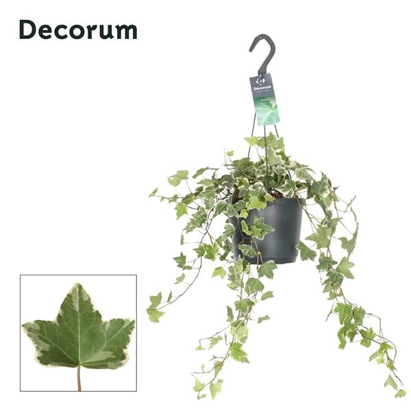 Горшечные цветы и растения оптом Hedera Helix Varigated от 6шт из Голландии с доставкой по России