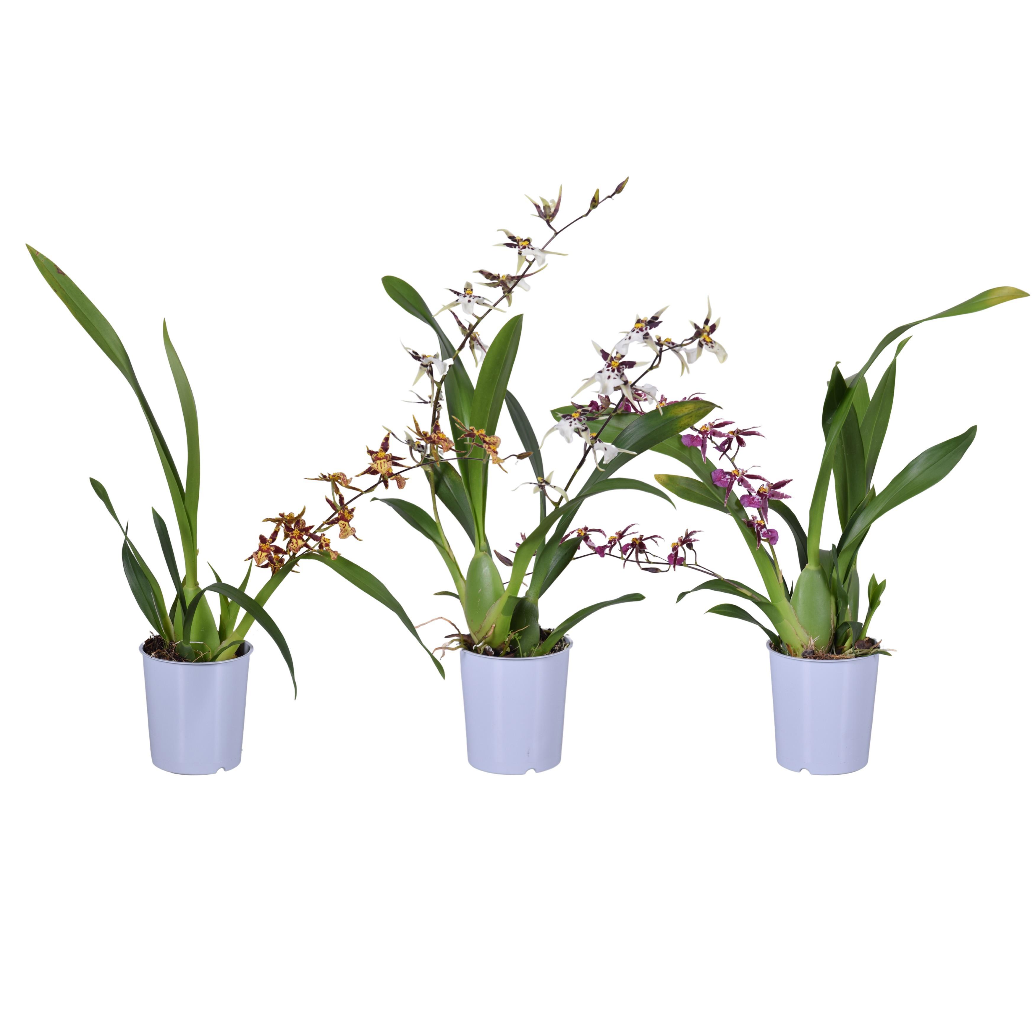 Горшечные цветы и растения оптом Orchid 1-2st Mix от 12шт (для телеги) из Голландии с доставкой по России