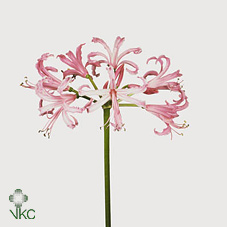 Срезанные цветы оптом Nerine bowdenii ras van roon от 100шт из Голландии с доставкой по России