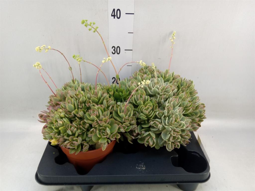 Горшечные цветы и растения оптом Crassula   ... от 2шт из Голландии с доставкой по России